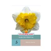Hectarul - Bulbi de narcise Printal, 5 bulbi
