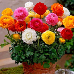 Bulbi de Ranunculus Mix (Piciorul cocosului),  10 bulbi