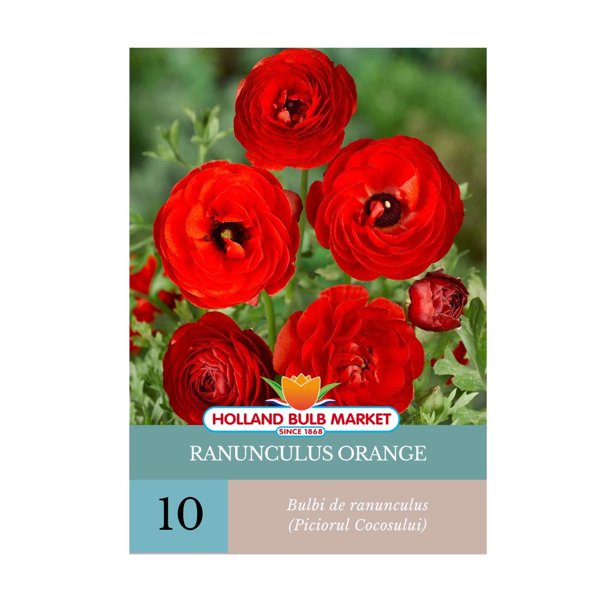 Bulbi de Ranunculus (Piciorul cocosului) RED, 10 bucati, 1, hectarul.ro