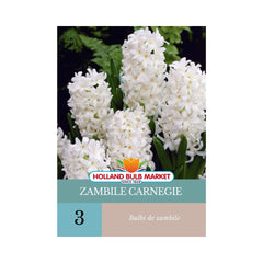 Bulbi de zambile Carnegie 3 bulbi