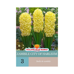 Bulbi de zambile City Of Harleem, 3 bulbi