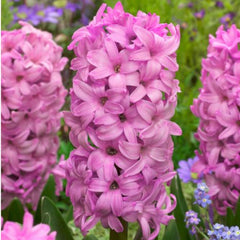 Bulbi de zambile Fondant, 3 bulbi