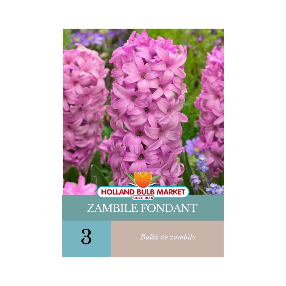 Bulbi de zambile Fondant, 3 bulbi, 1, hectarul.ro