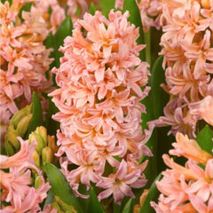 Bulbi de zambile Gipsy Queen, 3 bulbi