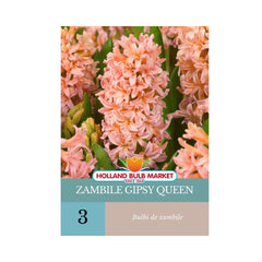 Bulbi de zambile Gipsy Queen, 3 bulbi