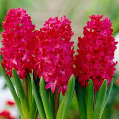 Bulbi de zambile Jan Bos, 3 bulbi