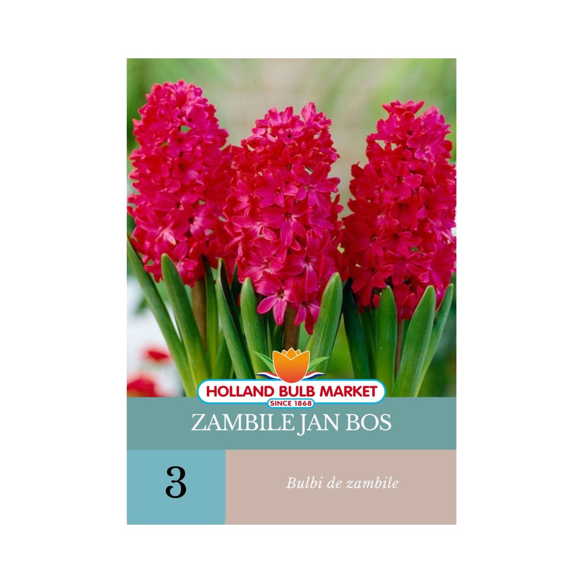 Bulbi de zambile Jan Bos, 3 bulbi, 1, hectarul.ro