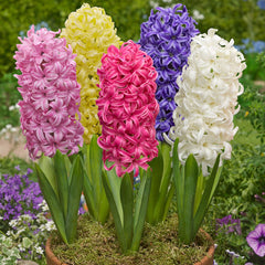 Bulbi de zambile MIX, 3 bulbi