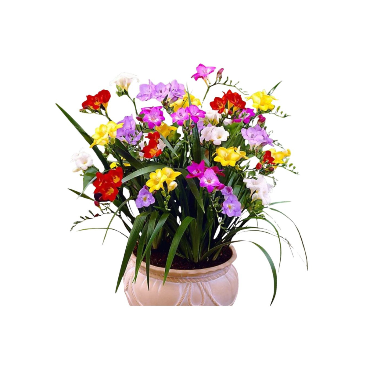 Bulbi de narcise Double Mixed, 5 bulbi, 1, hectarul.ro