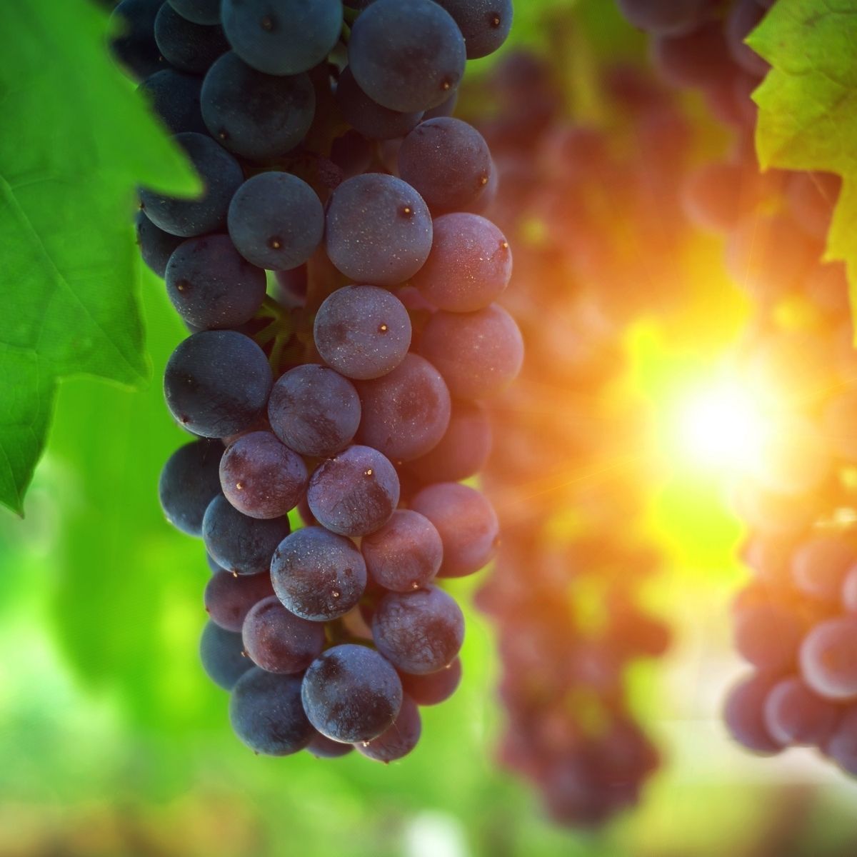 Butasi de struguri de Masa Nero Yurta, 1, hectarul.ro