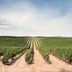 Butasi de struguri de Masa Nero Yurta