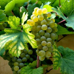 Butasi de struguri de VIN Muscat Ottonel Yurta