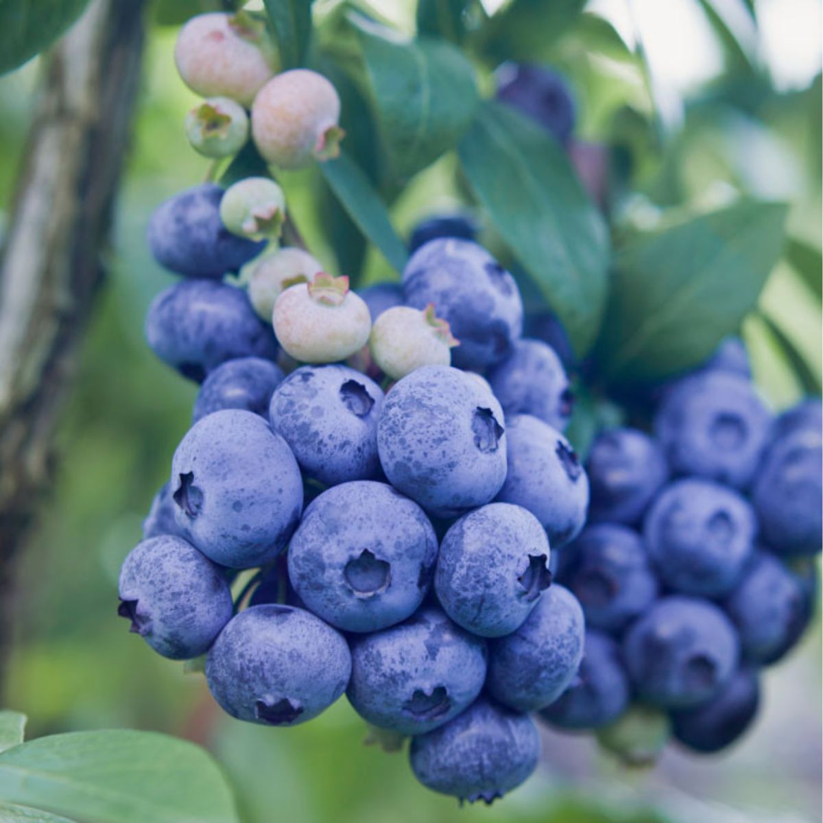 Butas de Afin cu tufa inalta, BERKLEY, 1 bucata, 1, hectarul.ro