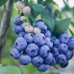 Butas de Afin cu tufa inalta, BERKLEY, 1 bucata