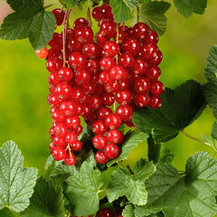 Butas de coacaz rosu JONKHEER, 1 bucata