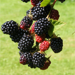 Butas de mur, BLACK SATIN, 1 bucata