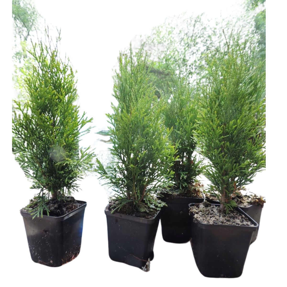 Butas de Thuja, SMARAGD, 1 bucata, 40 CM, 1, hectarul.ro