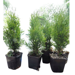 Butas de Thuja, SMARAGD, 1 bucata, 40 CM