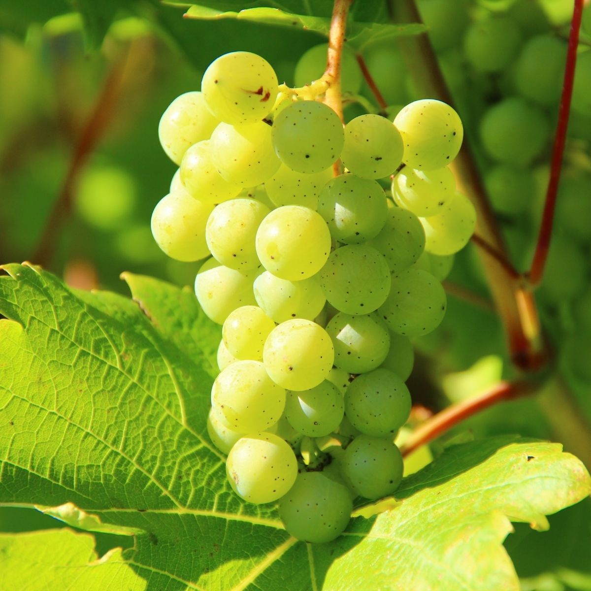 Butasi de struguri de Masa Irsai Oliver Yurta, 1, hectarul.ro