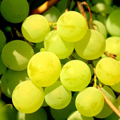 Butasi de struguri de Masa�Favorit Yurta