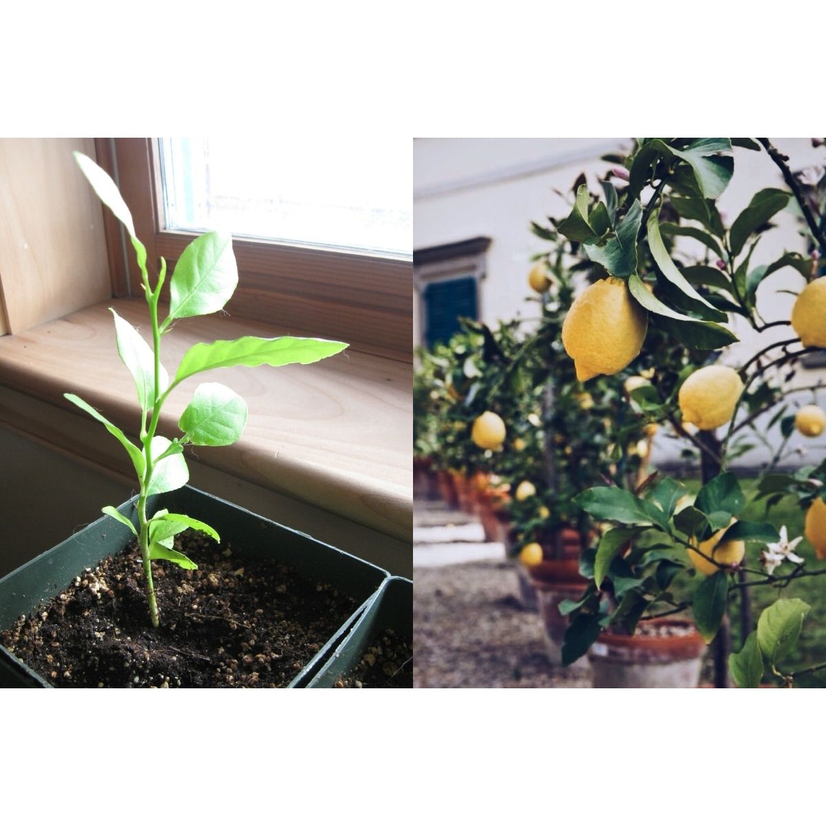 Butasi planta Lamai, 40 cm, 1, hectarul.ro