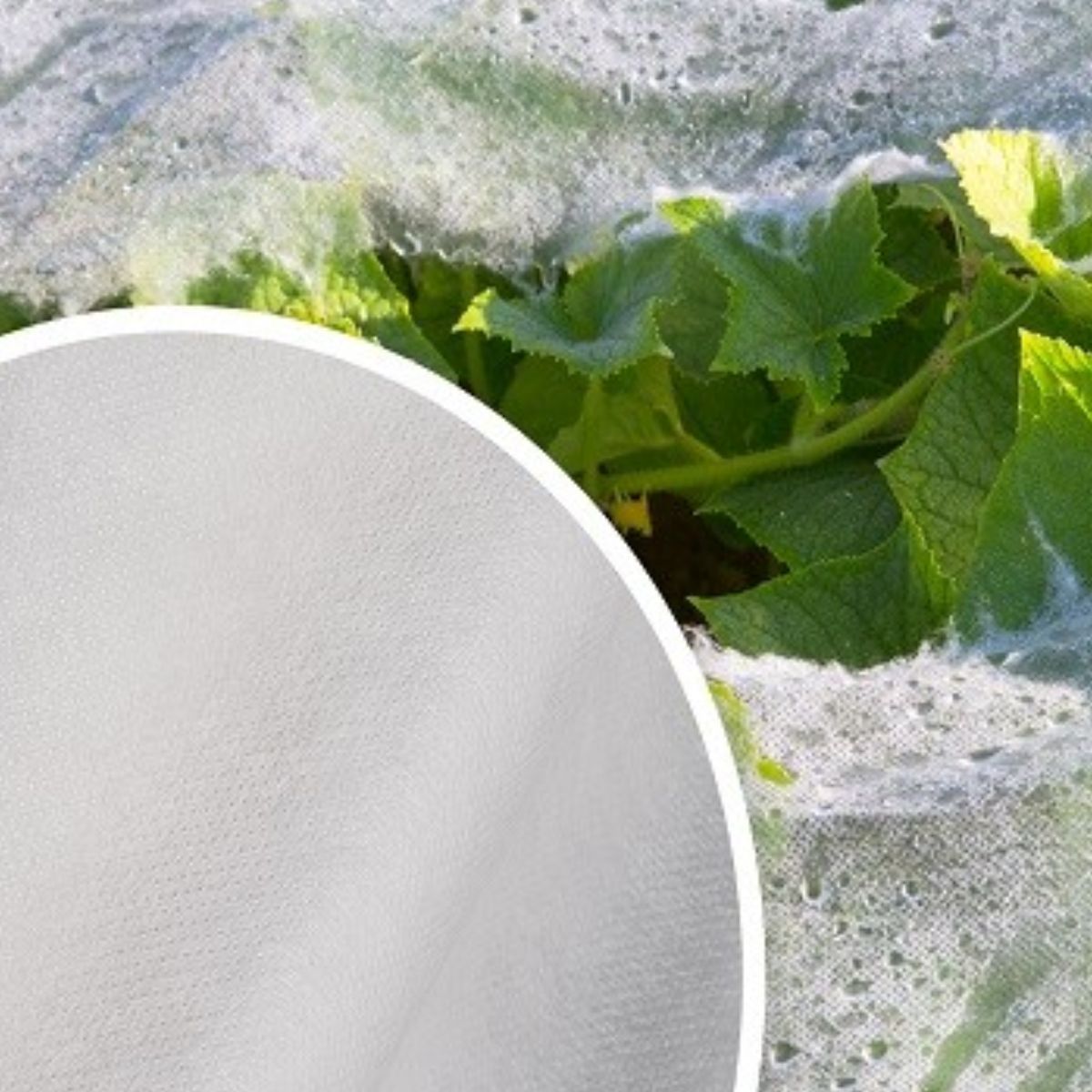 Folie anti inghet Agril/Novagril, 3,2x100, 20 GR, GEOCOVER, 1, hectarul.ro