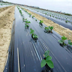 Folie capsuni negru, 1.2 m latime, 500 m lungime, 30 microni 19 kg