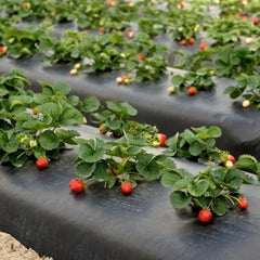 Folie capsuni negru, 1.2 m latime, 500 m lungime, 30 microni 19 kg