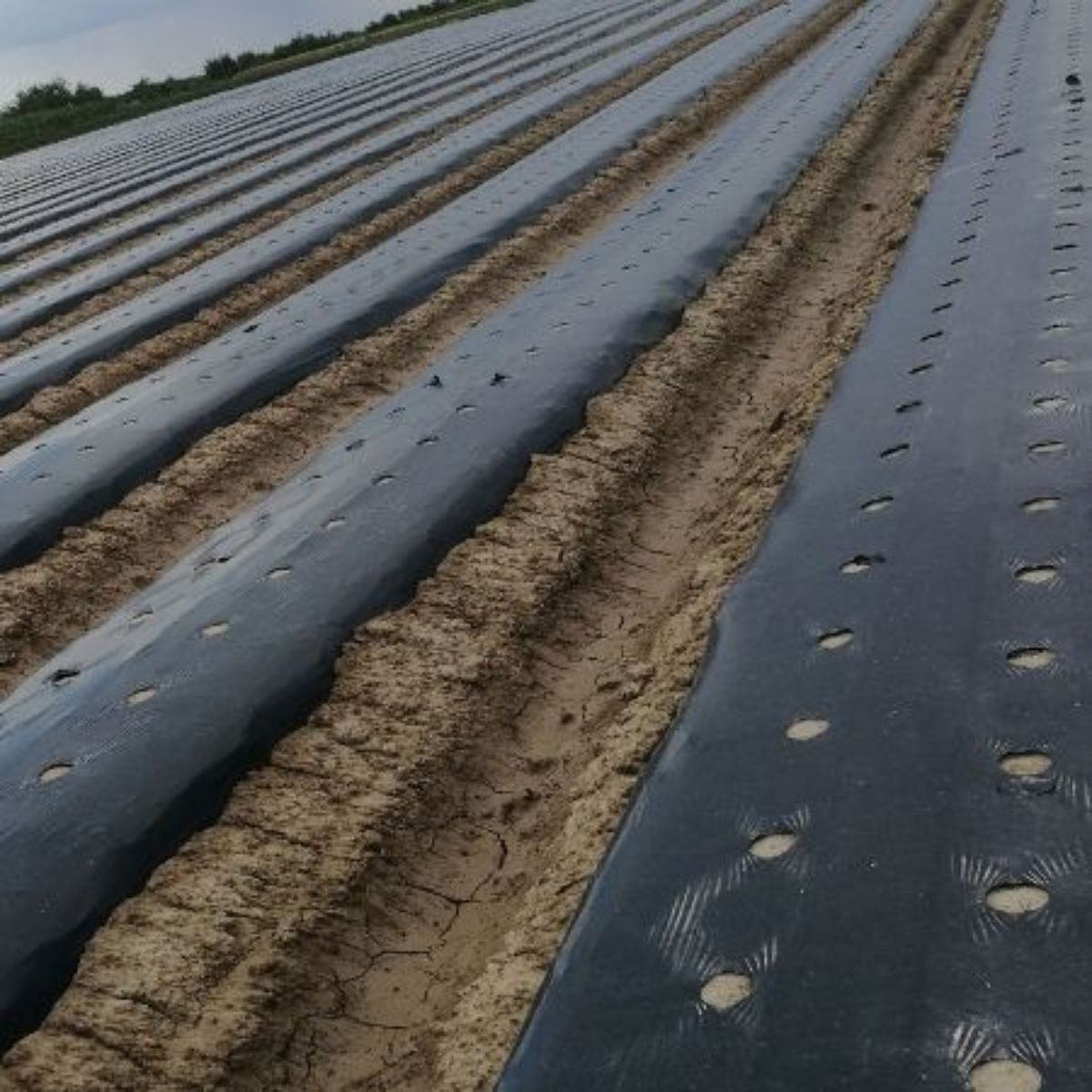 Folie capsuni negru, 1.4 m latime, 500 m lungime, 30 microni 21 kg, 1, hectarul.ro