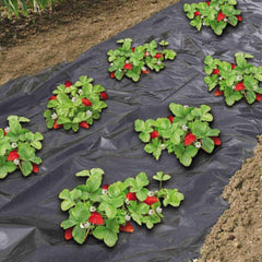 Folie capsuni negru, 1.4 m latime, 500 m lungime, 30 microni 21 kg