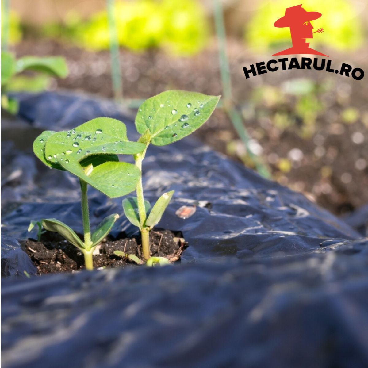 Folie de mulcire neagra, 15 microni, 1 x 20 metri, HECTARUL, 1, hectarul.ro
