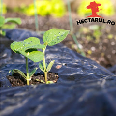 Folie de mulcire neagra, 15 microni, 1,5 x 10 metri, HECTARUL