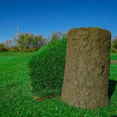 Gazon Rulouri Royal Umbra OxyGazon