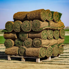 Gazon Rulouri Royal Umbra OxyGazon