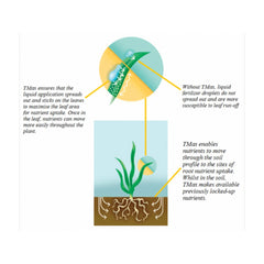 Ingrasamant gazon Greenmaster Primavara-Toamna 06+05+10+6Fe ICL Specialty Fertilizers (Everris International) 25 kg