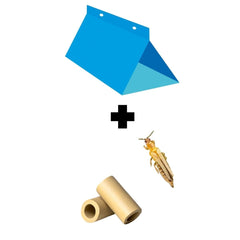 Kit combatere TRIPS, capcana delta + feromon