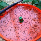 Hectarul - KIT combatere TUTA ABSOLUTA, capcana Tutasan + feromon