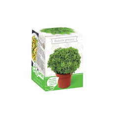 Kit Plante Aromatice Busuioc grecesc