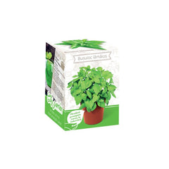Kit Plante Aromatice Busuioc lamaios
