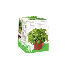 Kit Plante Aromatice Busuioc