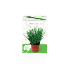 Kit Plante Aromatice Ceapa de tuns