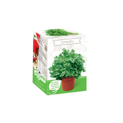 Kit Plante Aromatice Coriandru