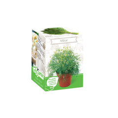 Kit Plante Aromatice Marar