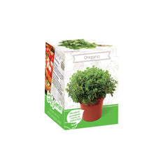 Kit Plante Aromatice Oregano