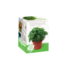 Kit Plante Aromatice Patrunjel Frunze Creata