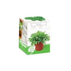 Kit Plante Aromatice Rucola