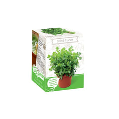 Kit Plante Aromatice Telina frunze