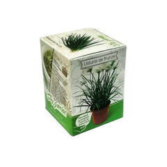 Kit Plante Aromatice Usturoi frunza