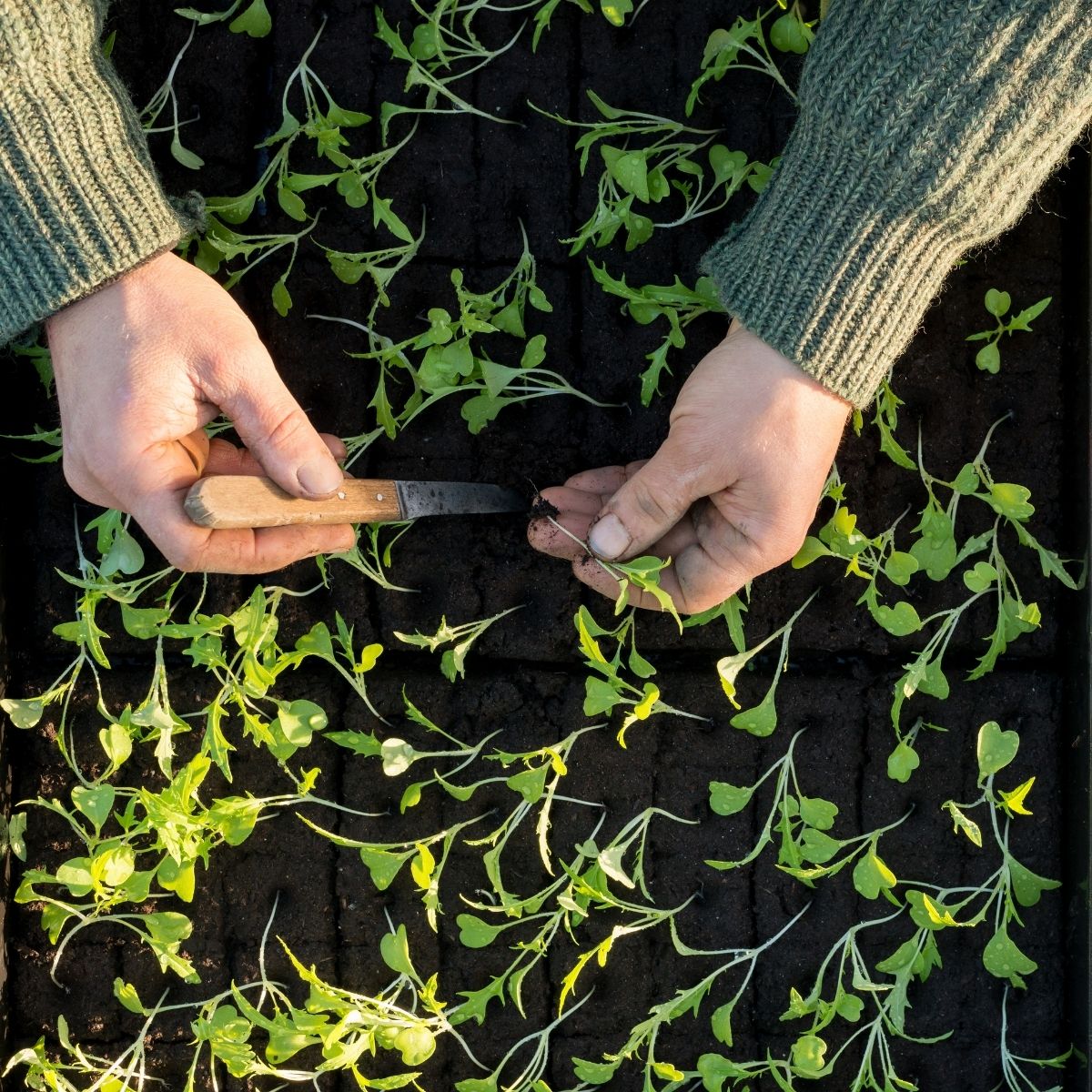 Lada rasad, 1, hectarul.ro