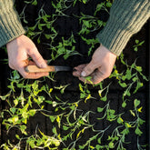 Hectarul - Lada rasad